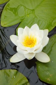 Seerose.jpg