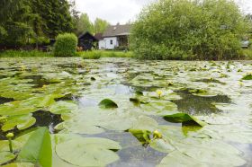 Blick über den Teich.jpg