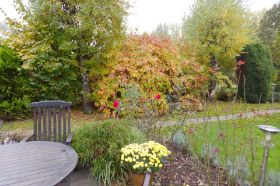 Herbst-Cornus.jpg