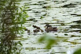 Stockente mit Jungen 2.jpg